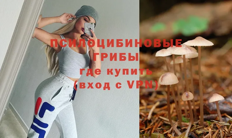 Галлюциногенные грибы Cubensis  сколько стоит  Барыш 